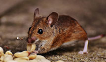 Find Exterminators in Multnomah County
